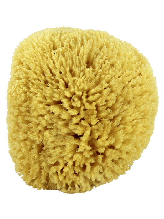 Natural Sea Sponges