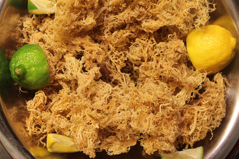 Raw Irish Sea Moss