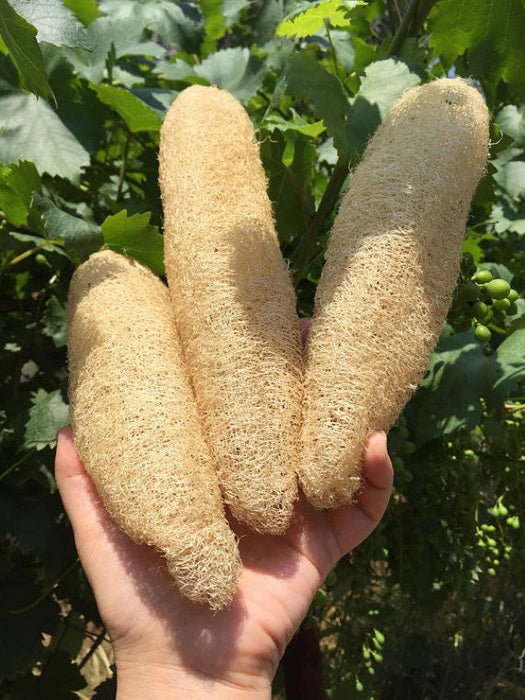 Natural Luffa Sponge